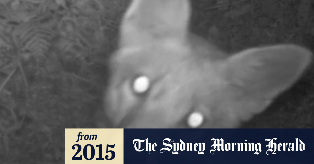 Outfoxed: Penguin-hunting killer shot dead at North Head